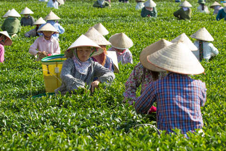 Mocchau highland, Vietnam: Farmers colectting tea leaves in a field of green tea hill on Oct 25, 2015. Tea is a traditional drink in Asiaのeditorial素材
