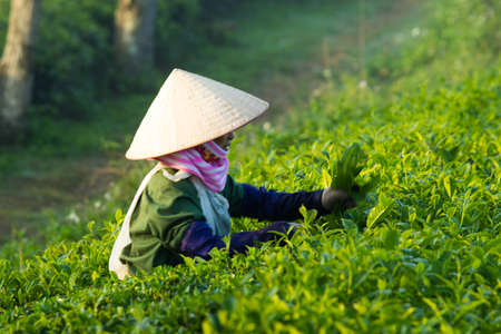 Mocchau highland, Vietnam: Farmers colectting tea leaves in a field of green tea hill on Oct 25, 2015. Tea is a traditional drink in Asiaのeditorial素材