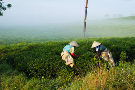 Mocchau highland, Vietnam: Farmers colectting tea leaves in a field of green tea hill on Oct 25, 2015. Tea is a traditional drink in Asiaのeditorial素材