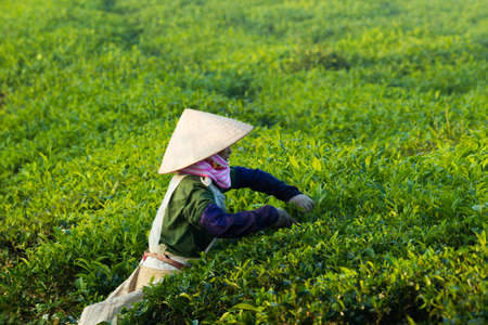 Mocchau highland, Vietnam: Farmers colectting tea leaves in a field of green tea hill on Oct 25, 2015. Tea is a traditional drink in Asiaのeditorial素材