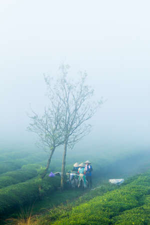 Mocchau highland, Vietnam: Farmers colectting tea leaves in a field of green tea hill on Oct 25, 2015. Tea is a traditional drink in Asiaのeditorial素材