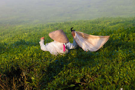 Mocchau highland, Vietnam: Farmers colectting tea leaves in a field of green tea hill on Oct 25, 2015. Tea is a traditional drink in Asiaのeditorial素材