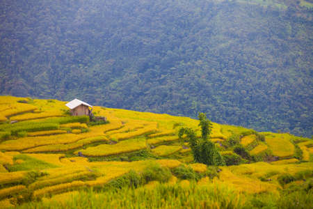 Terraced rice field landscape near Sapa in Vietnam.の写真素材
