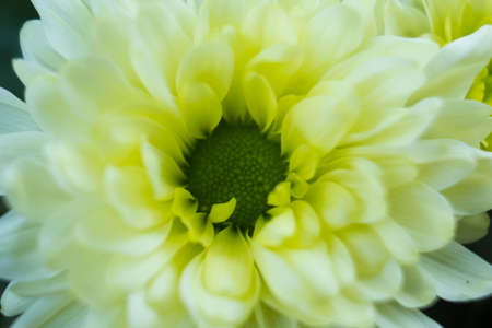 Bouquet of yellow chrysanthemums on a white background. Yellow flowers on a white background. Flowerpot of yellow chrysanthemums on a white background. Bouquet of chrysanthemums for March 8 and Motherの写真素材