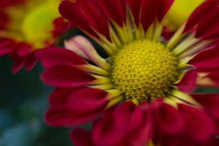Bouquet of yellow chrysanthemums on a white background. Yellow flowers on a white background. Flowerpot of yellow chrysanthemums on a white background. Bouquet of chrysanthemums for March 8 and Motherの写真素材
