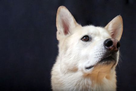 A white german sheppard dog looking up at his best friend.