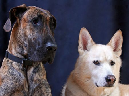 A studio shot of a Great Dane and a German Sheppard in front of a black background.の写真素材