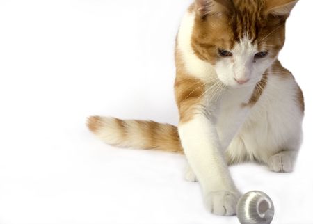 A cat plays with a Christmas decoration.の写真素材