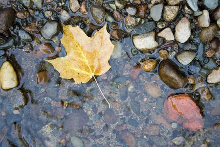 A freshly fallen maple leaf sits in a stream.の写真素材