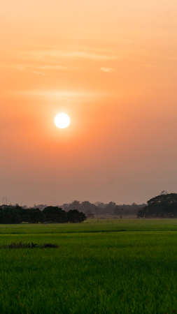 Portrait view of lush, green rice fields at sunset with orange and pink sky in Chiang Mai, Thailand.