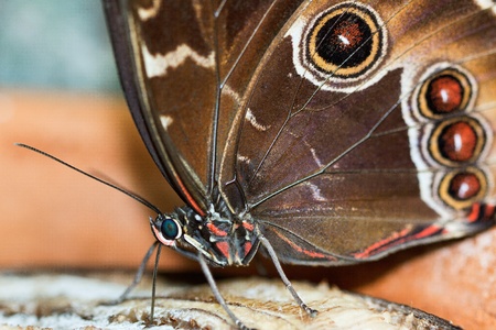 Blue Morpho Butterfly ( morpho peleides) feeding on some rotting fruitの写真素材