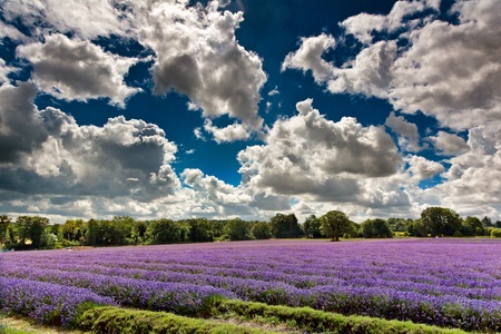 Lavender field in full bloom in Bansteadの写真素材