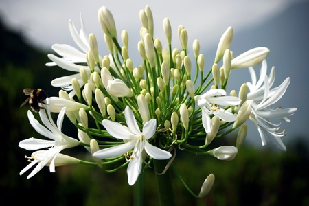 Wild white Agapanthus (agapanthaceae} by the roadside in Madeiraの写真素材