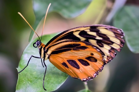 Large Tiger Butterfly (lycorea cleobaea)の写真素材