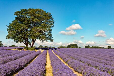 A shady place in a field of Lavenderの写真素材