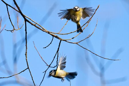 Blue Tits in flightの写真素材