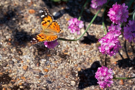 Close-up of a Painted Lady (Vanessa cardui) butterflyの写真素材