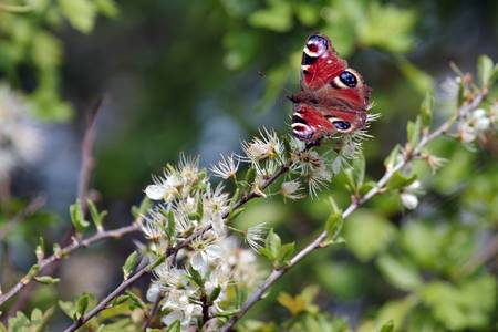 European Peacock butterflyの写真素材