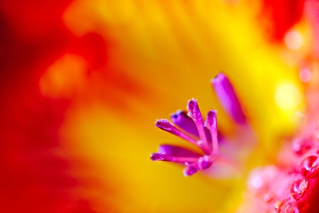 Freesia extreme close-upの写真素材