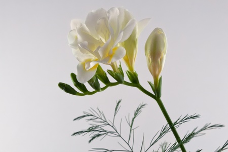 Freesiaの写真素材