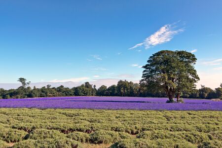 Lavender field in Banstead Surreyの写真素材