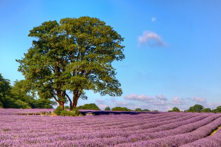 Lavender field in Banstead Surreyの写真素材