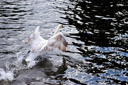 Mute Swan (cygnus olor) taking off on the River Thamesの写真素材