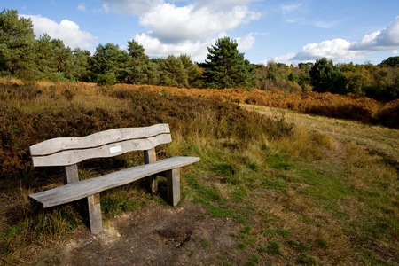 Bench in ashdown Forestの写真素材