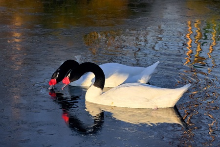 Black_necked Swans (cygnus melancoryphus)の写真素材