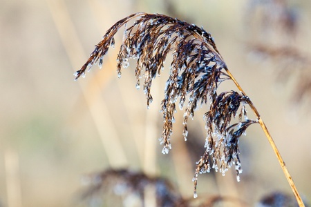 Common Reed (phragmites australis) seed headの写真素材