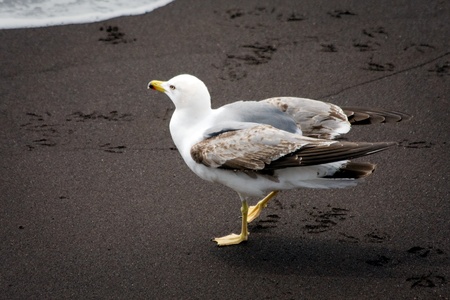 Common Gull (larus canus) juvenile on a beach in Funchal Madeira Portugalの写真素材
