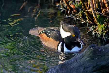 Hooded Merganserの写真素材