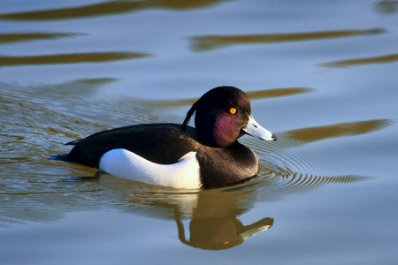 Tufted Duck (aythya fuligula) on the water at Warnham Nature Reserve near Horshamの写真素材