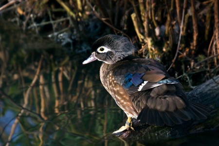 Wood duck (Aix sponsa)の写真素材