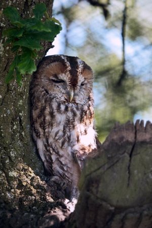 Tawny Owl (Strix aluco) sleeping against a tree during the daytimeの写真素材