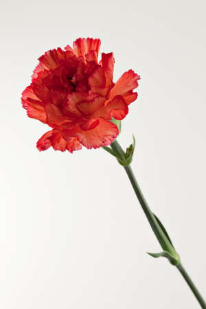 Single red carnation stem and bloomの写真素材