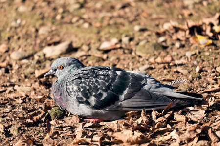 Pigeon sitting on the ground Parco di Monza Italyの写真素材