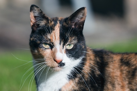 Close-up head shoulders tortoiseshell female catの写真素材