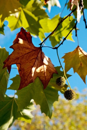 London Plane tree leaves in East Grinstead