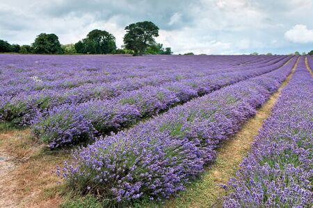 Lavender field in Banstead Surreyの写真素材