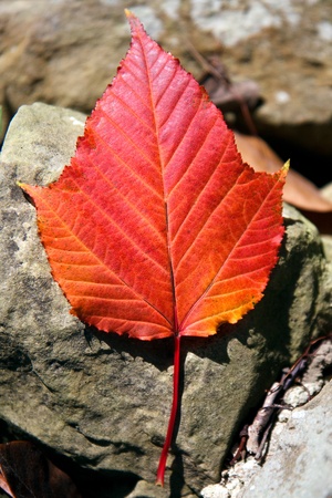 Close-up Acer rufinerve Snake-bark Maple leaf