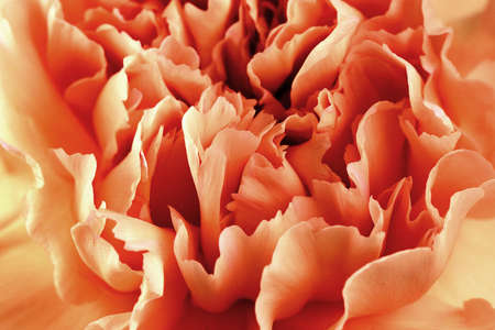 Orange crinkly Carnationの写真素材