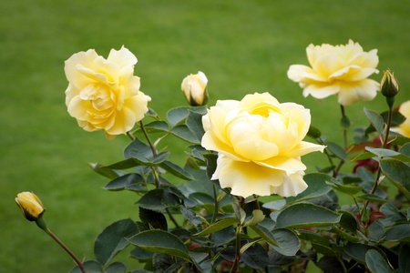 Beautiful yellow Roses (rosa) on display at Butchart Gardensの写真素材