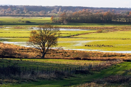 Evening sunshine on Pulborough Brooksの写真素材