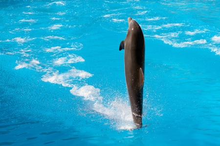 Dolphin show at Loro Parqueの写真素材