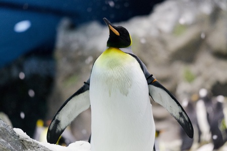 Emperor Penguinの写真素材