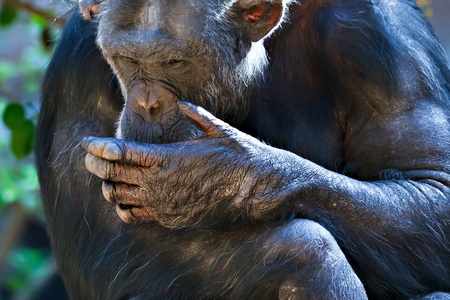 Chimpanzee sitting in a zooの写真素材