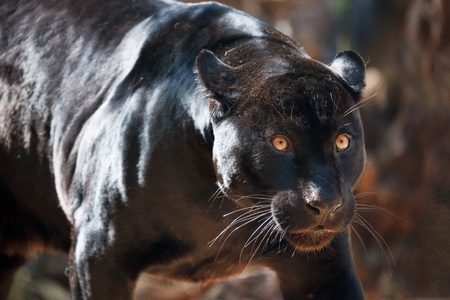 Jaguarの写真素材