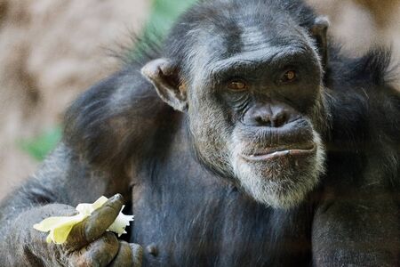 Chimpanzee sitting in a zooの写真素材