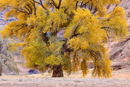 Cottonwood Tree
